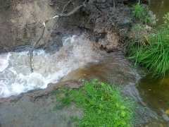 img00005.jpg